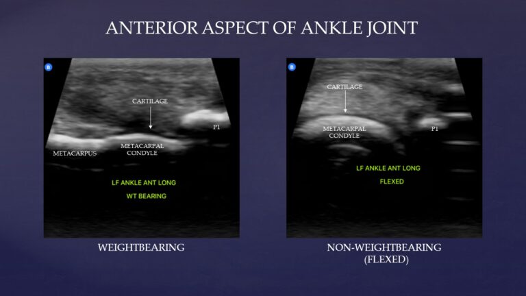 Butterfly ultrasound anterior ankle joint horse
