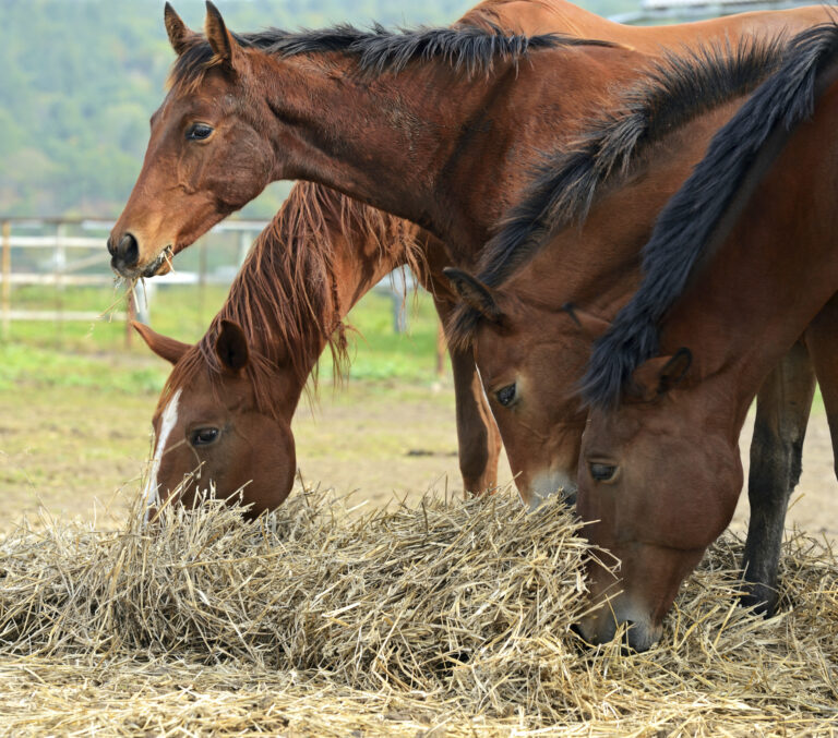 hay-and-young-horses-photos