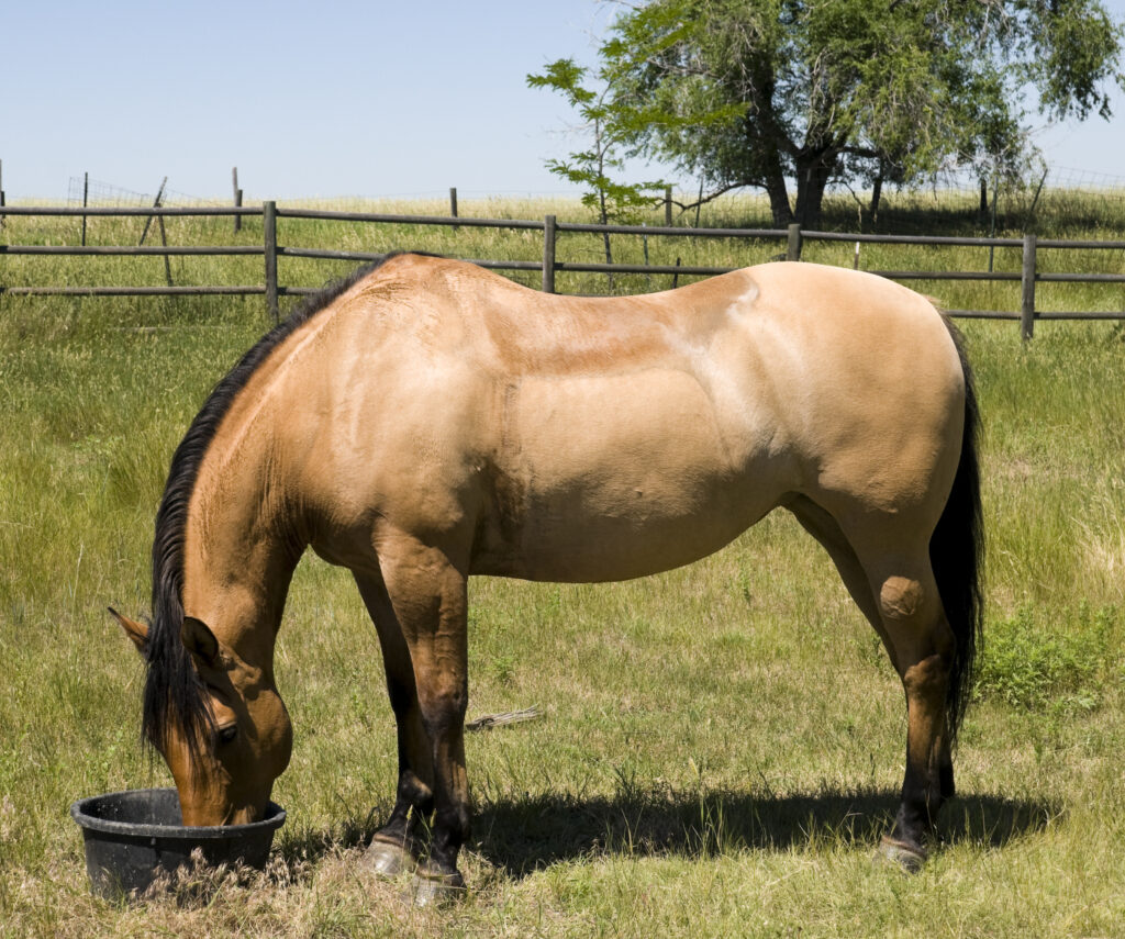 Horse Feeding on Wyoming Landscape