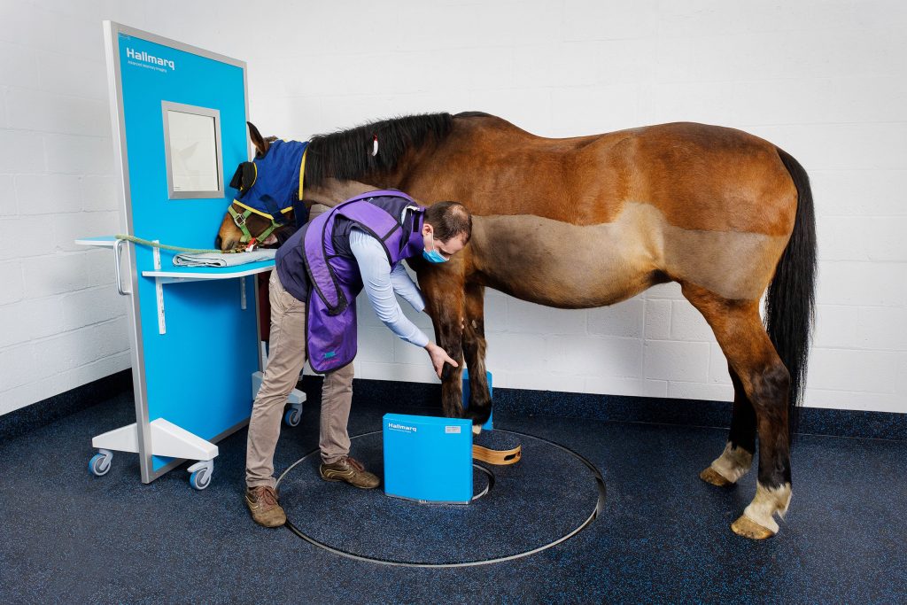 A horse receives a CT scan, an essential step in diagnosing DJD in horses.