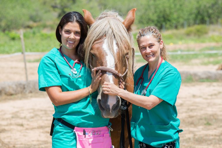 Veterinary horses on the farm