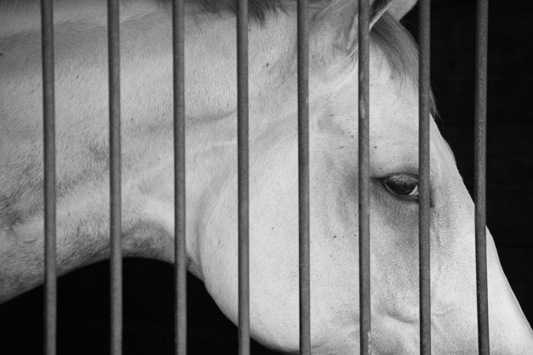 Poor Horse