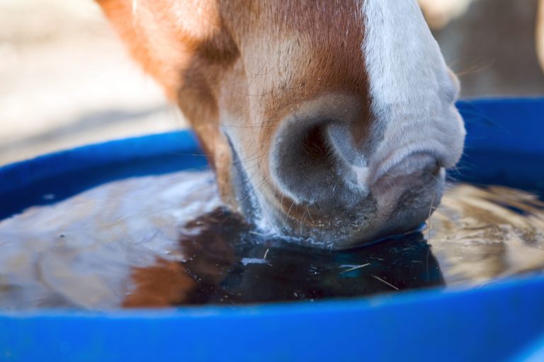 Close-up of cow drinking water from blue container outdoors
