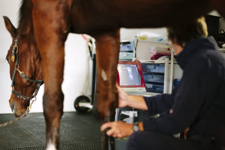Fetlock ultrasound exam