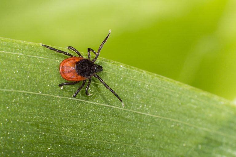 Castor bean tick (Ixodes ricinus)