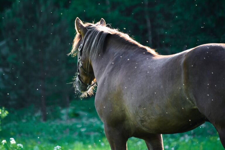 Horse on meadow