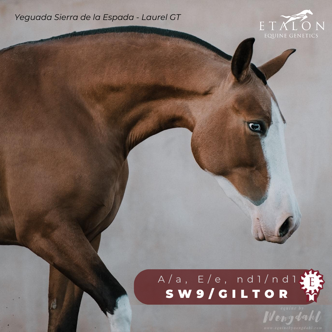 Etalon Equine Discovers Variants in PRE Horses
