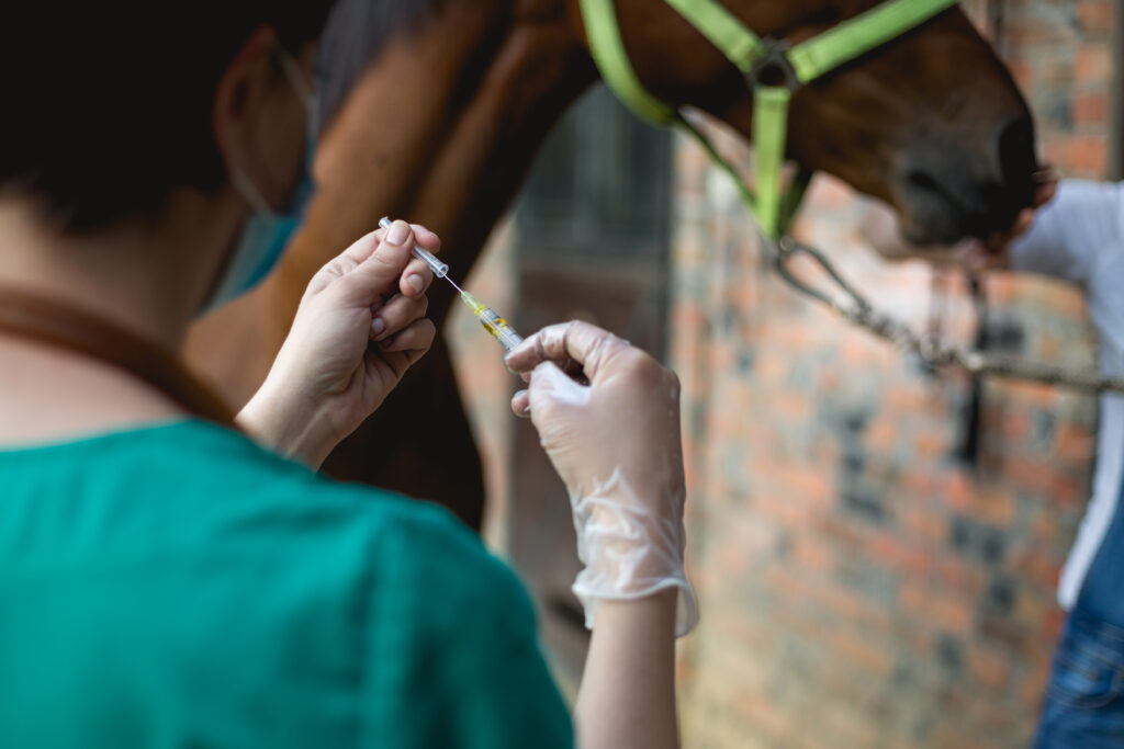 A veterinarian preparing to vaccinate a horse against Streptococcus equi