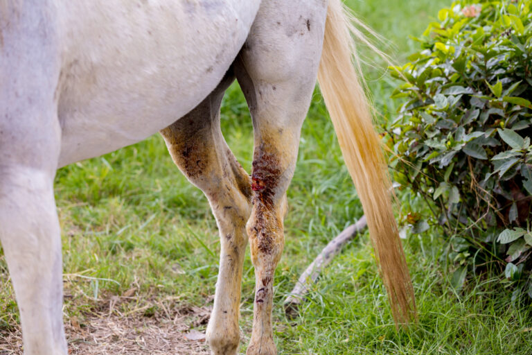 Injured horses leg