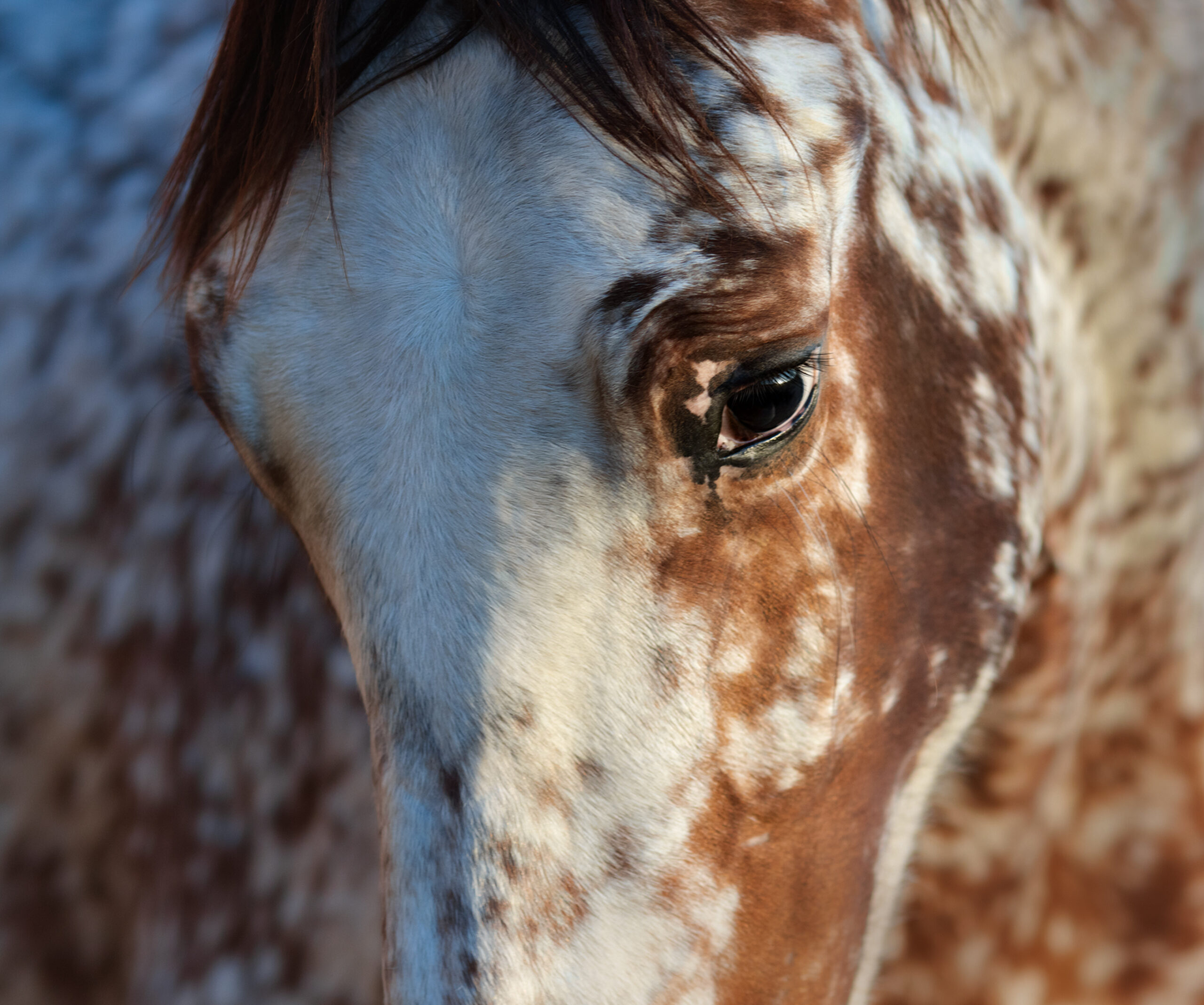 Novel Drug (SOCS1KIR) to Treat Uveitis in Horses EquiManagement