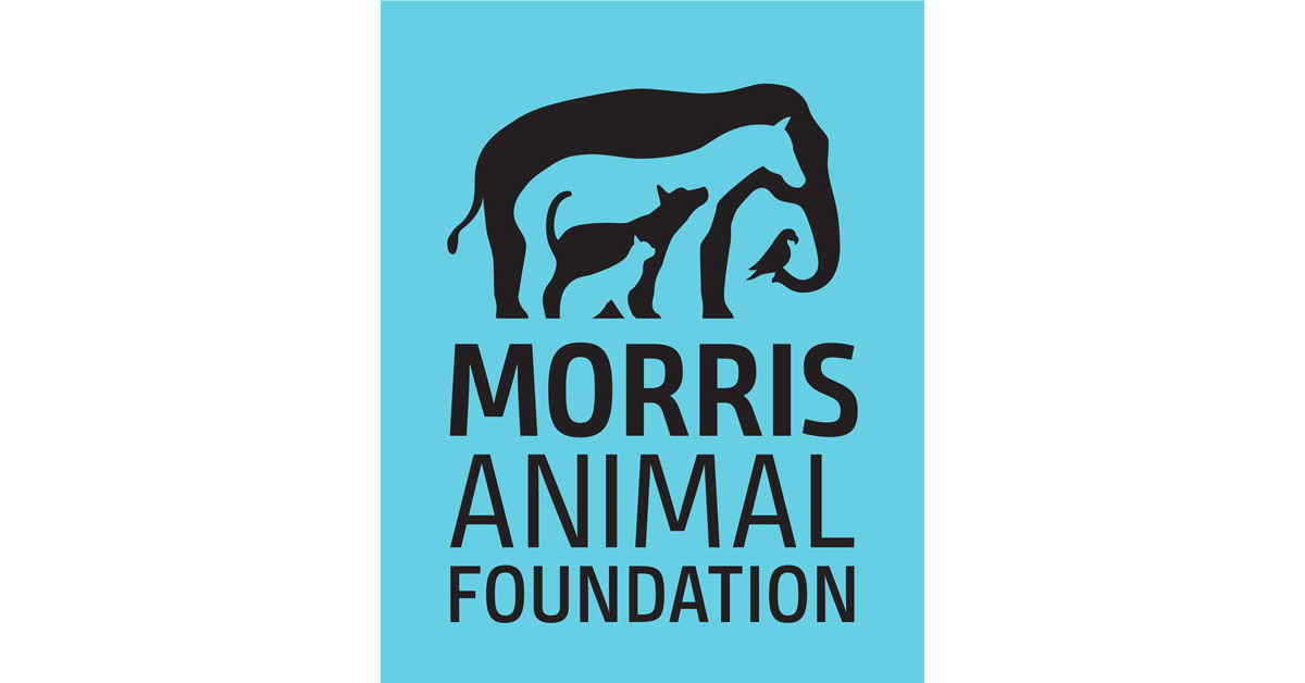 Morris Animal Foundation Funds 10 EquineFocused Projects EquiManagement