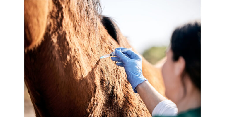Horse-Injection-Resized
