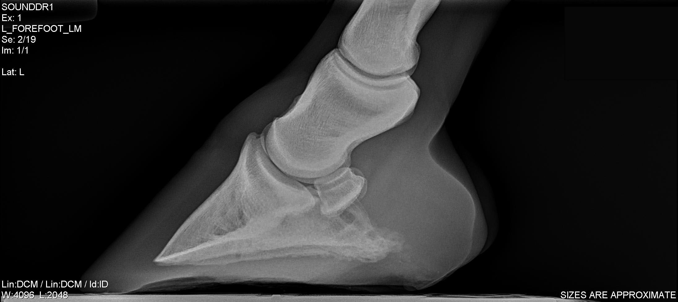 Tips and Tricks to Acquiring Great Equine Foot Radiographs EquiManagement