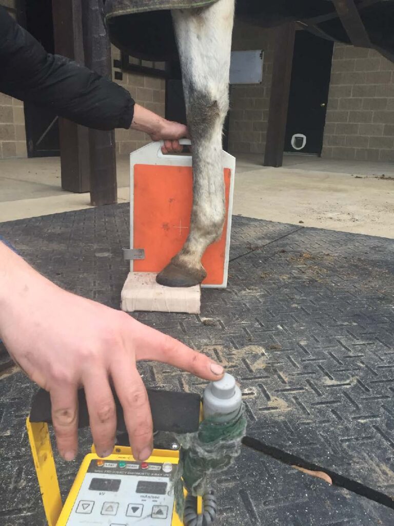 Tips and Tricks to Acquiring Great Equine Foot Radiographs EquiManagement