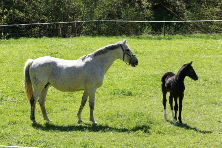 A horse with a foal grazes in the meadow