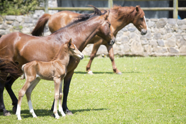 Mare and newborn horse