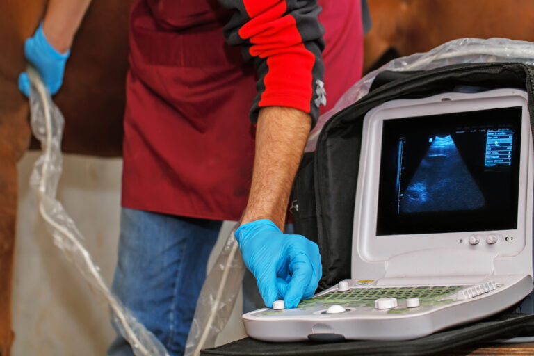 Veterinarian examination of the horse