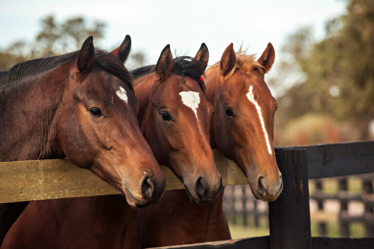 Thoroughbred Yearlings