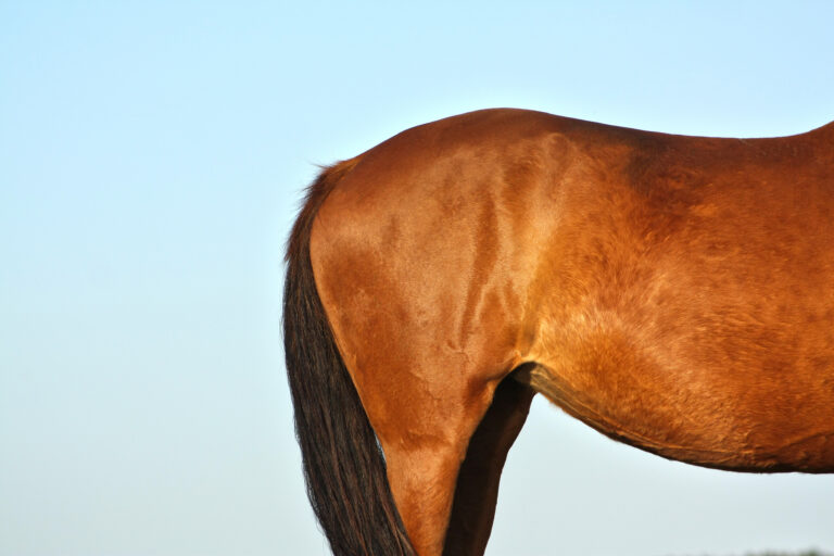 Rump of a chestnut horse against blue sky background in sunset evening light. Animal body part