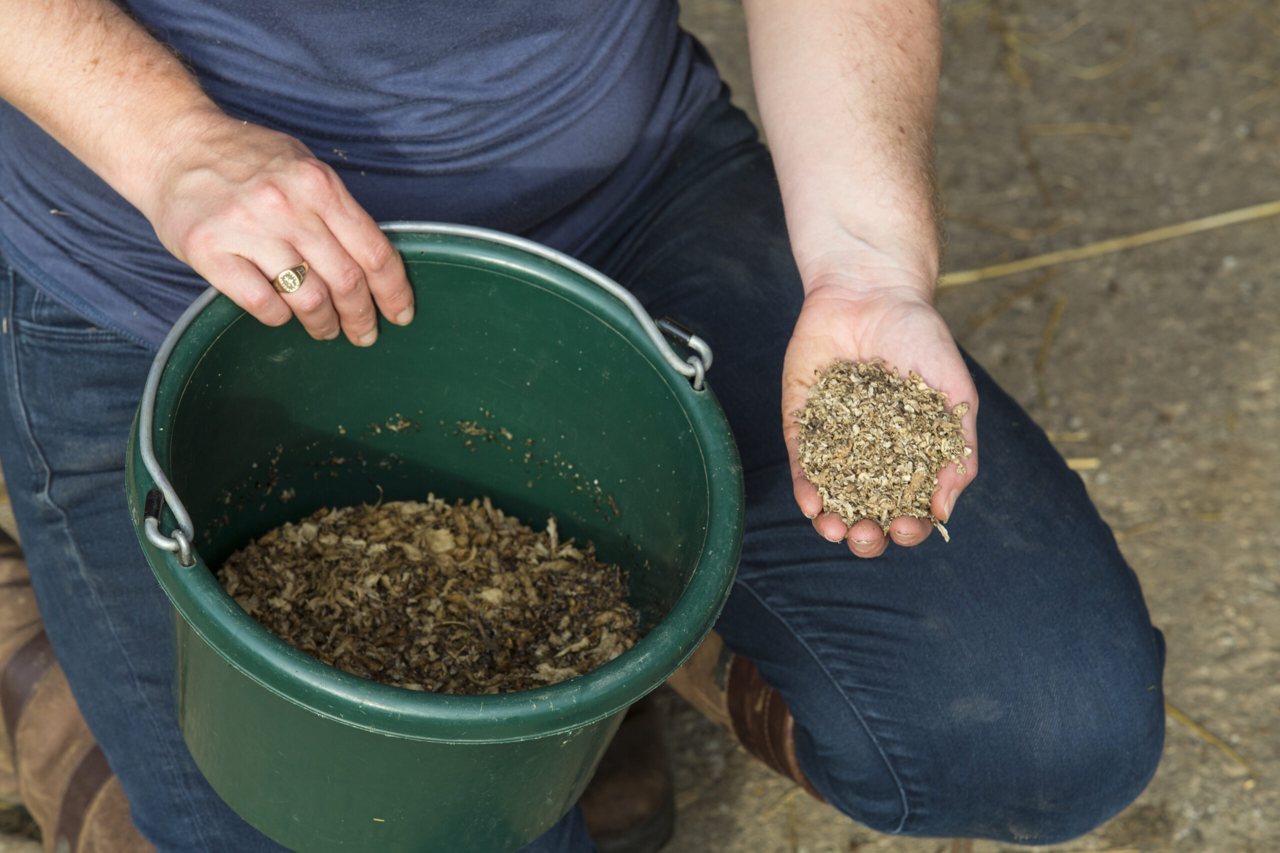 Beet Pulp Supplements for Equine Gut Health EquiManagement