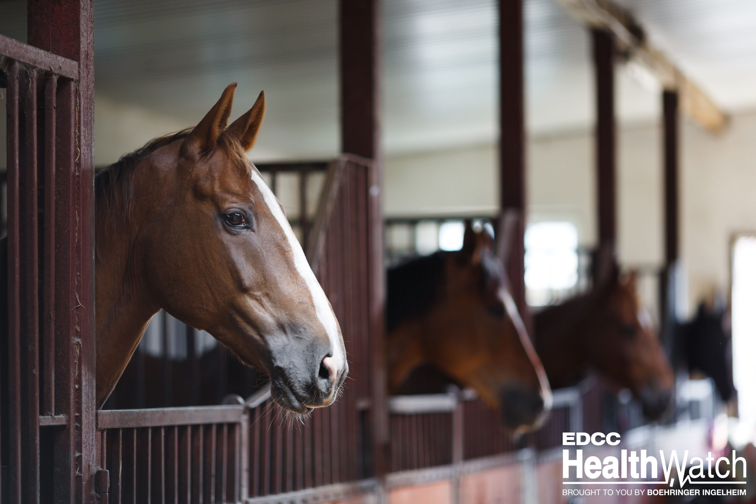 12 California Horses Positive for EIA EquiManagement