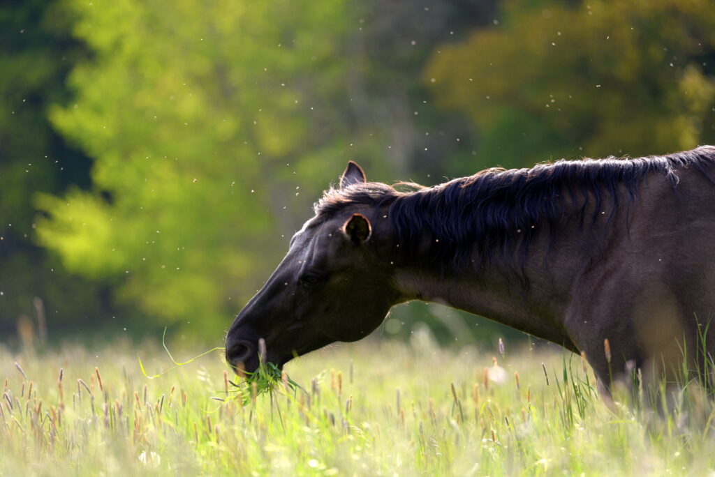Horse surrounded by mosquitoes, increasing risk of equine infectious diseases. 