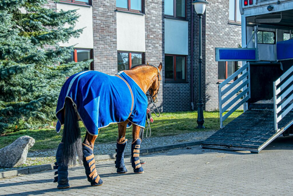 Horse getting onto a trailer to receive emergency equine veterinary coverage.