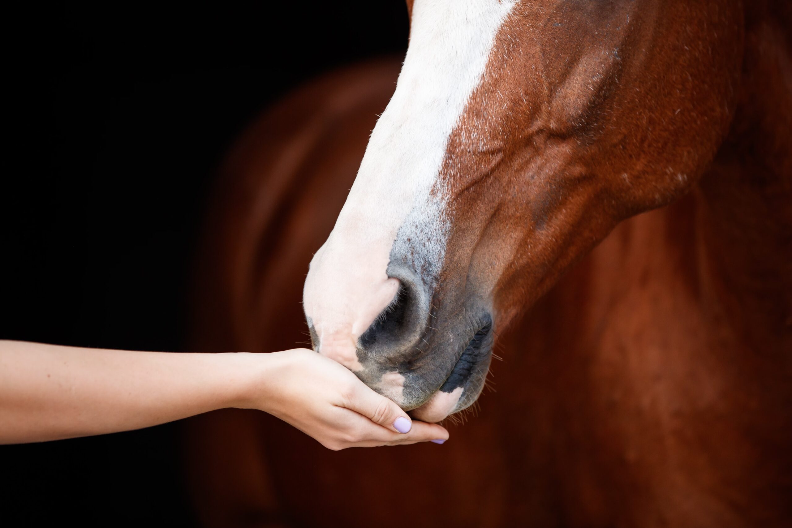 Equine Nutrition Breakthroughs - EquiManagement