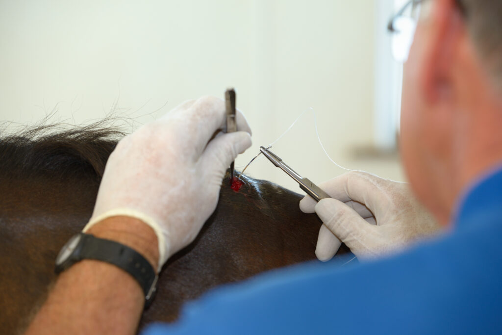 Veterinarian stitching an equine wound