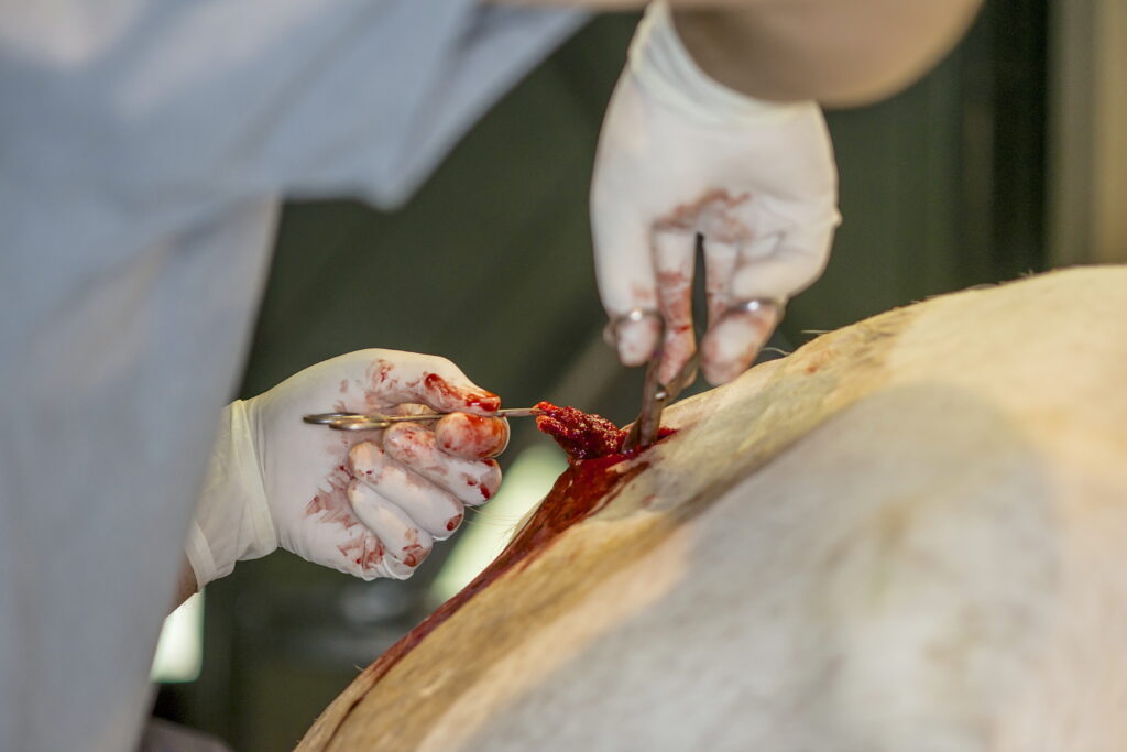 veterinarian performing muslce biopsy on a horse