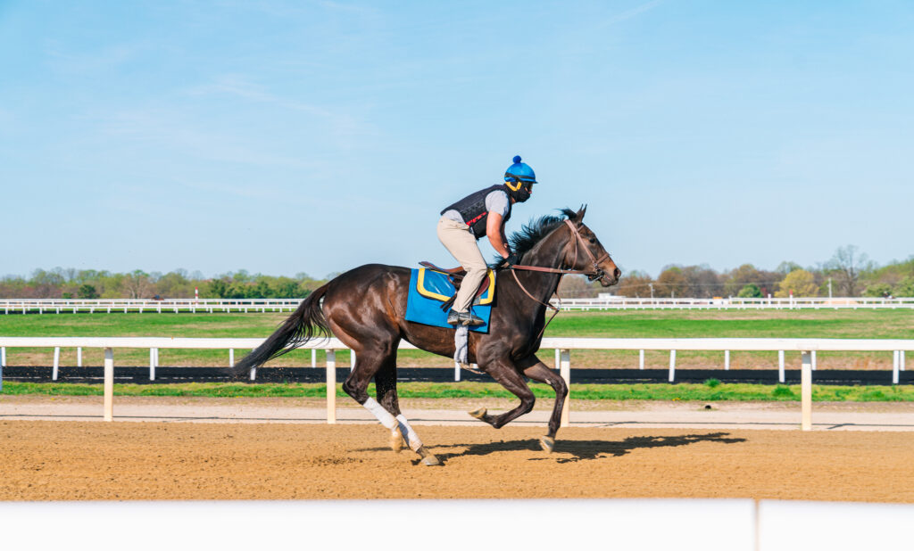 Jockey breezing a racehorse on the track. This study on butyrate in horses' gut microbiota included 58 Thoroughbred racehorses. 