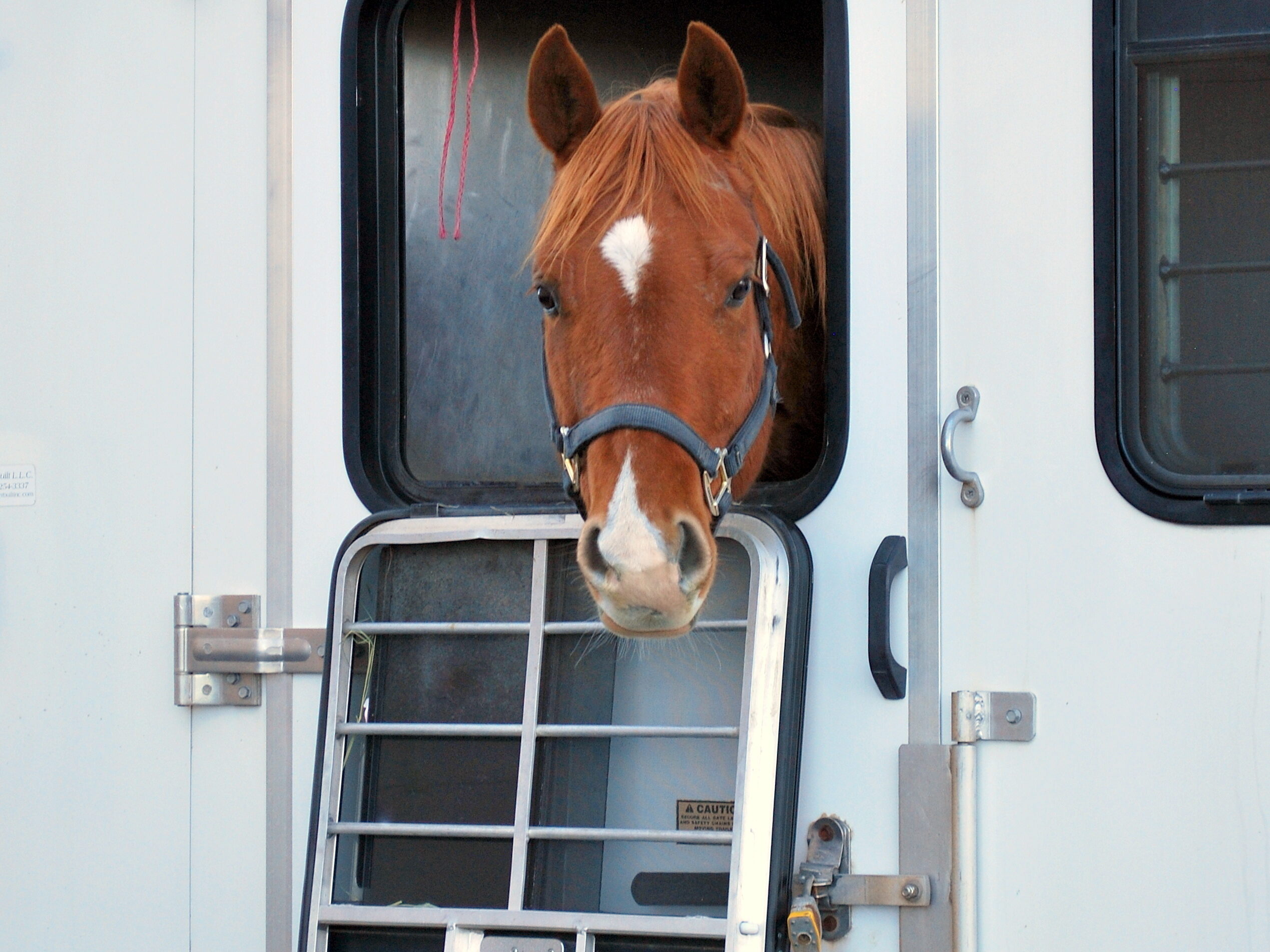 Horse in trailer, illustrating short-distance transport's impacts on equine endocrine testing