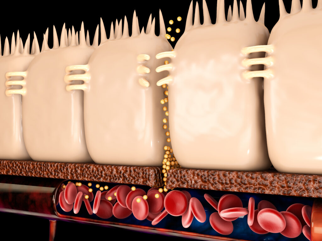 Tight junctions between the epitheleal cells, which become "leaky" when horses experience leaky gut syndrome.