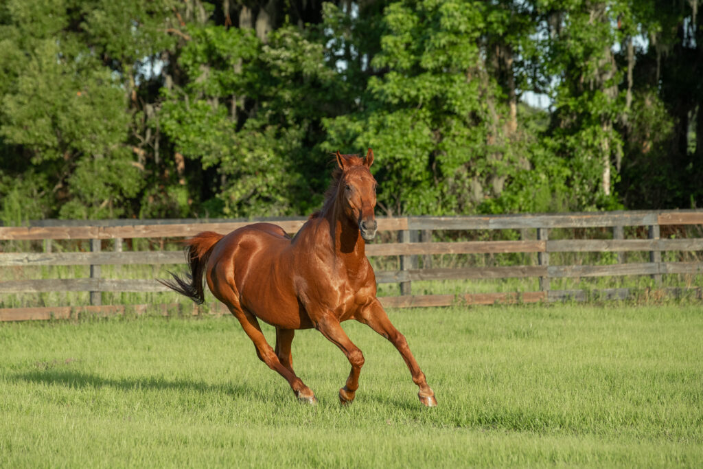 Senior horse galloping around the pasture, representing the population of horses that could benefit from acetaminophen for pain management.