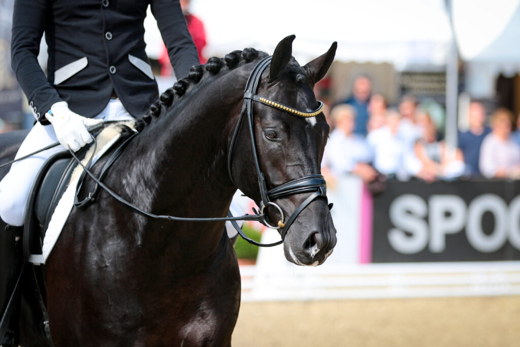 Dressage horse, sport horse, illustrating welfare concerns around sporthorses.