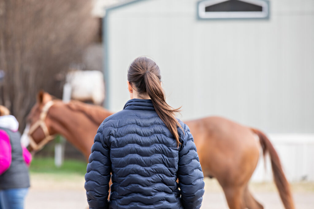 Equine lameness exam