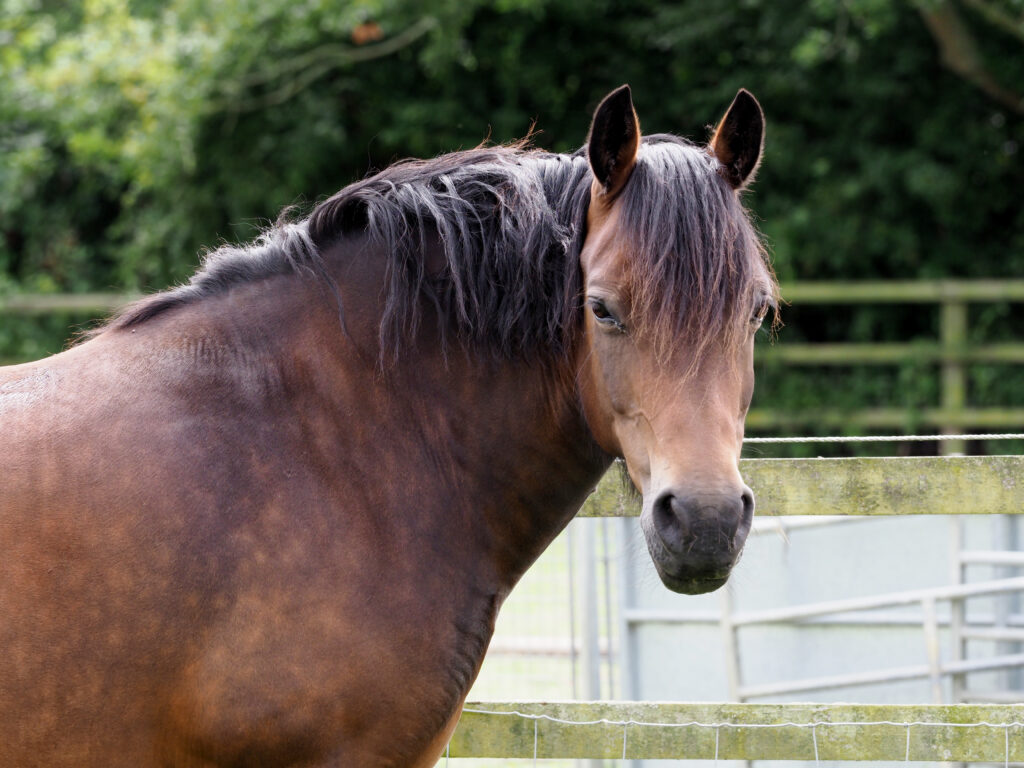 Fat horse, illustrating equine obesity