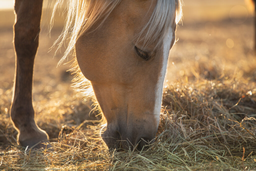 Horse eating hay. Forage for horses should be tested to uncover its nutrients.