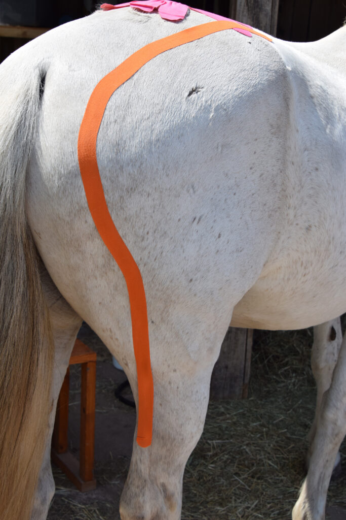 Kinesiotape, an equine rehabilitation modality