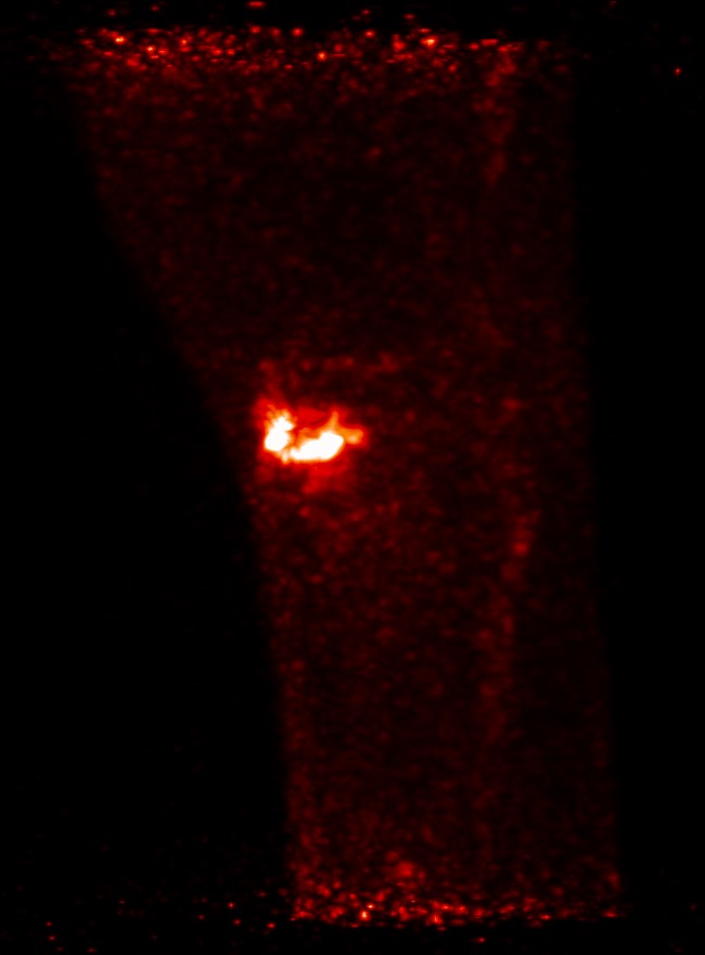 Equine PET Scan