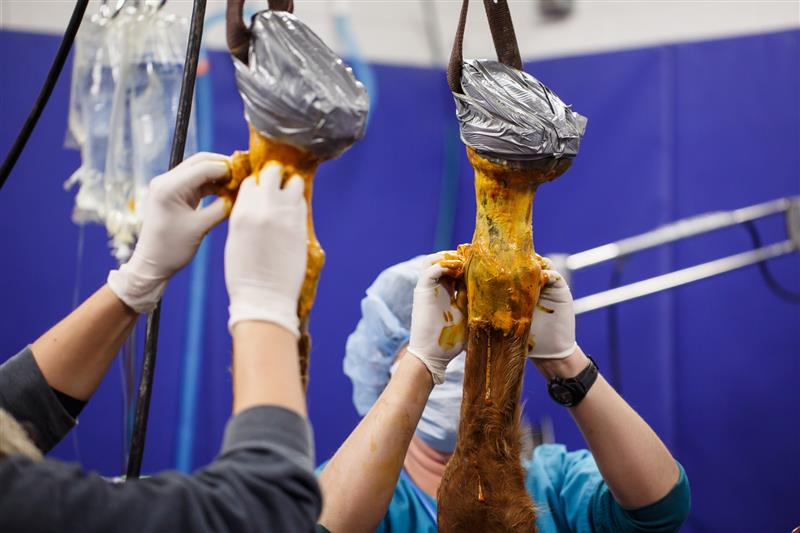 Antisepsis before equine surgery.