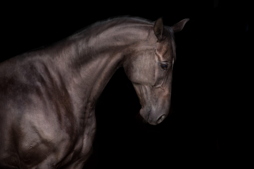 Horse/equine showing its cervical spine.