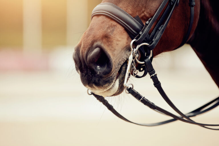 Nose sports brown horse in the double bridle. Dressage horse