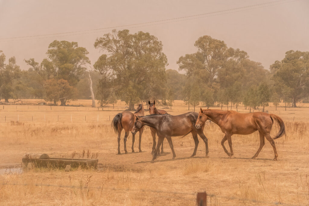 Horses exposed to wildfire smoke