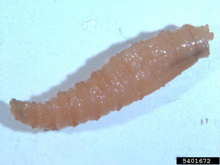 NWS larva