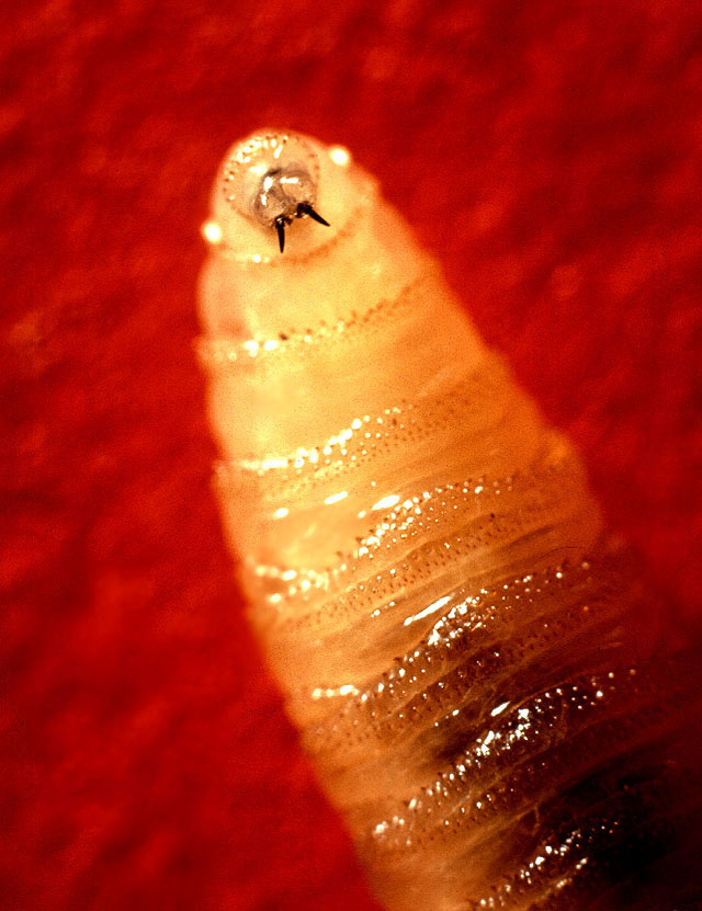 New World screwworm larva