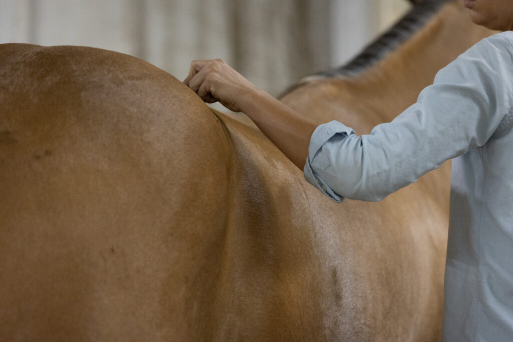 Veterinarian examining a horse for a muscle condition. 