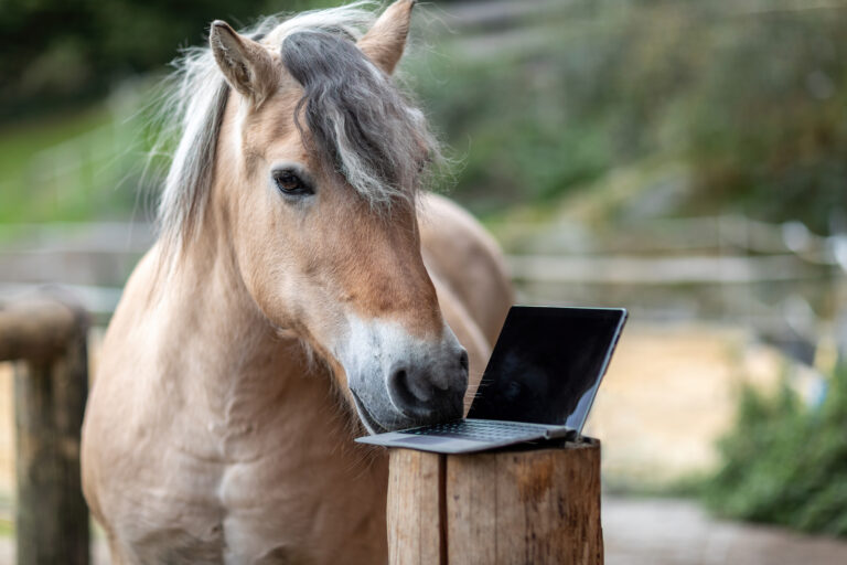 A norwegian fjord horse interacting with a notebook or tablet