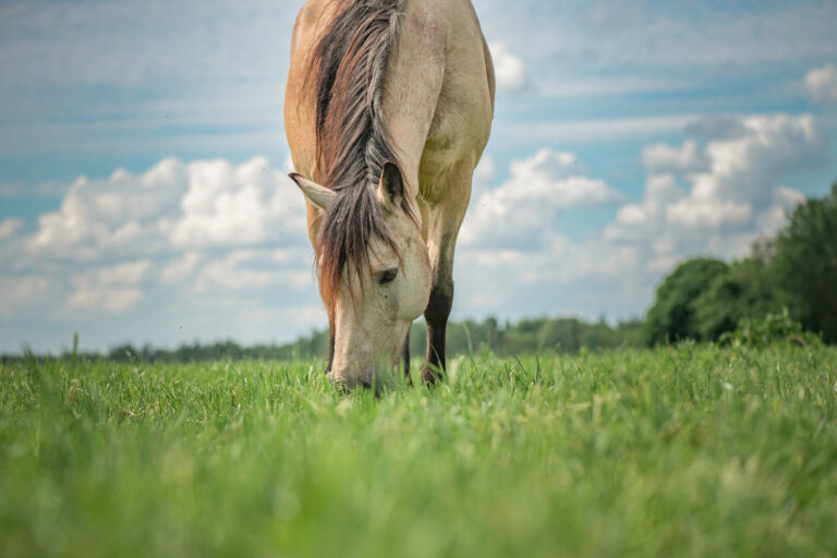 Rural horses graze on the collective farm field in the summer