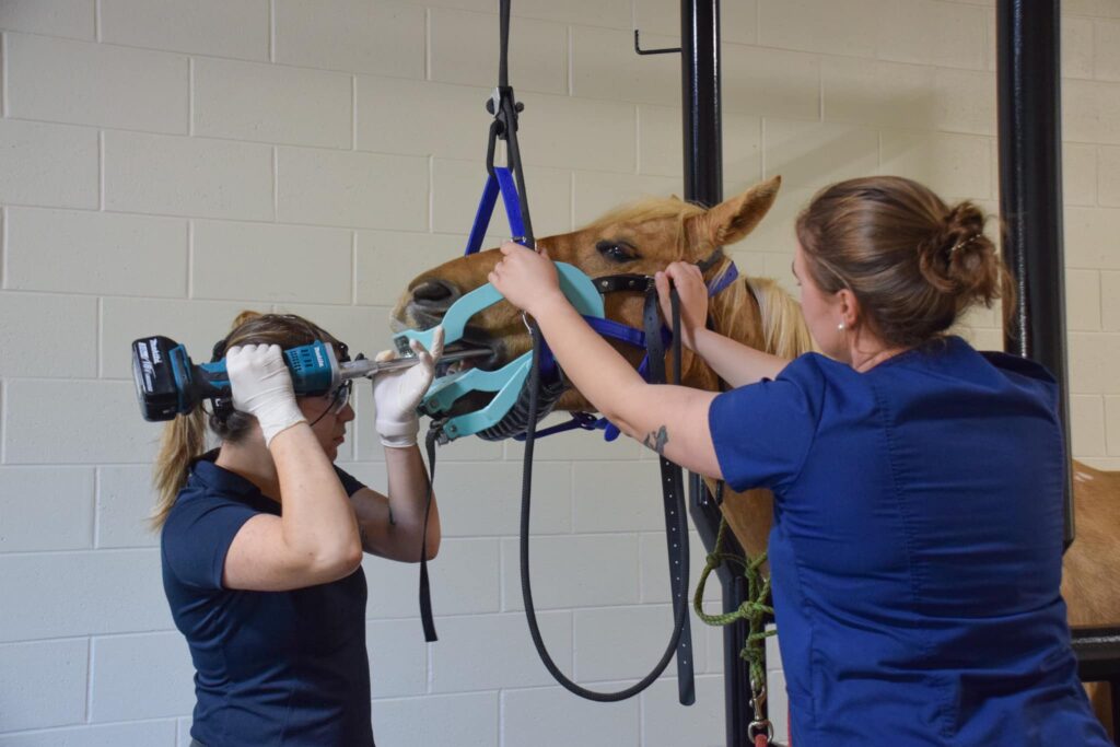 Horse having a dental procedure in stocks, supporting ergonomic equine veterinary practice.
